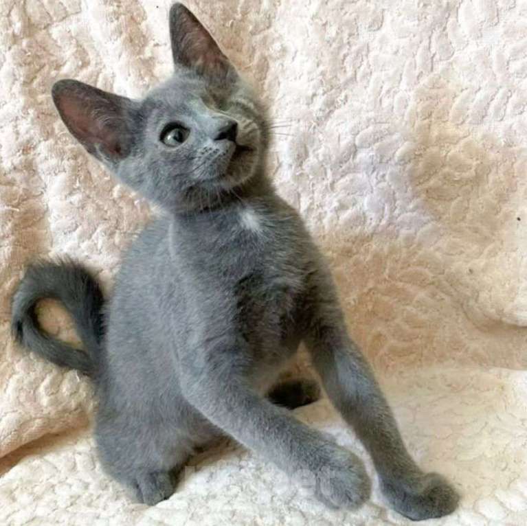 Кошки в Москве: Одноглазый котенок Каспер  Мальчик, Бесплатно - фото 2