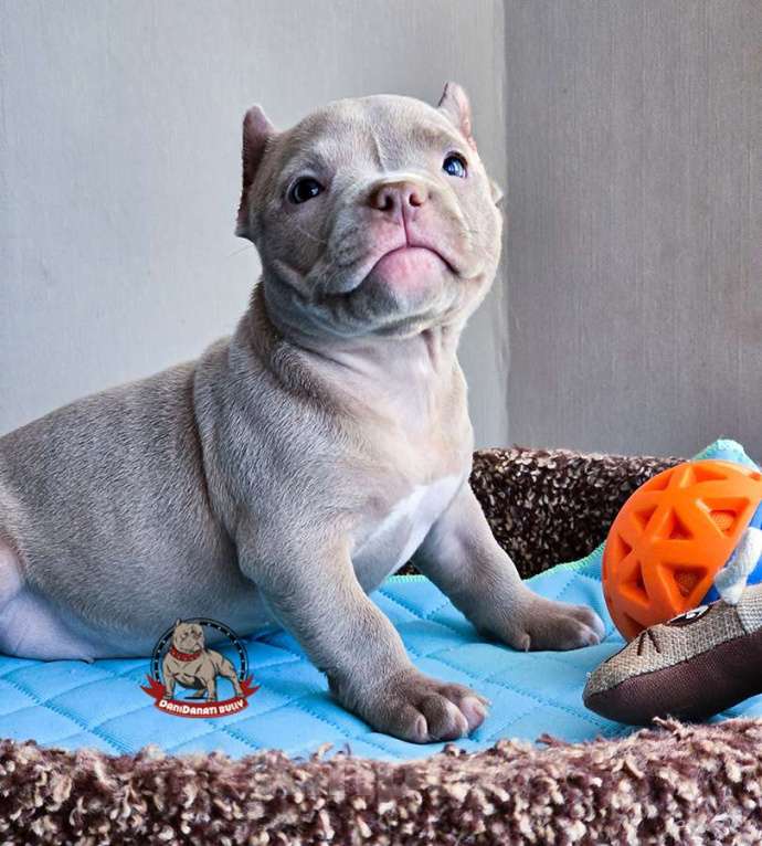 Собаки в Москве: Девочка Американский булли Микро Девочка, 120 000 руб. - фото 2