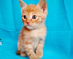 Кошки в Москве: Рыжий котенок в добрые руки.  1,5 мес Мальчик, Бесплатно - фото 2