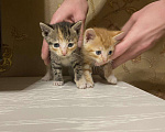 Кошки в Ардоне: Котята, Бесплатно - фото 4