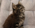 Кошки в Моздоке: Мейн-кун, 17 000 руб. - фото 5