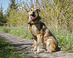 Собаки в Бронницах: Нежнющий Купер Мальчик, Бесплатно - фото 19