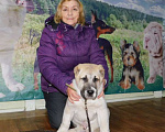 Собаки в Новосибирске: щенки среднеазиатской овчарки Мальчик, 30 000 руб. - фото 1