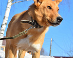 Собаки в Электростали: Возьми меня домой Мальчик, Бесплатно - фото 4