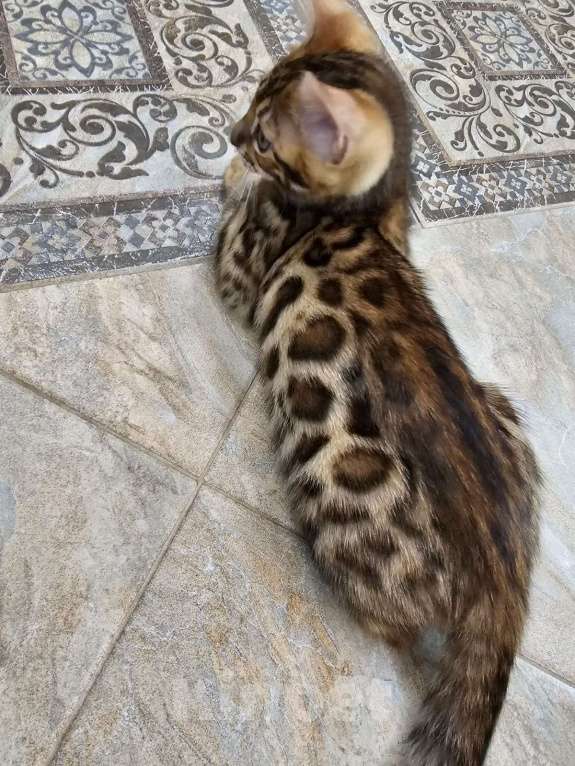 Кошки в Евпатории: Бенгальские котята ben 24 Мальчик, 25 000 руб. - фото 3