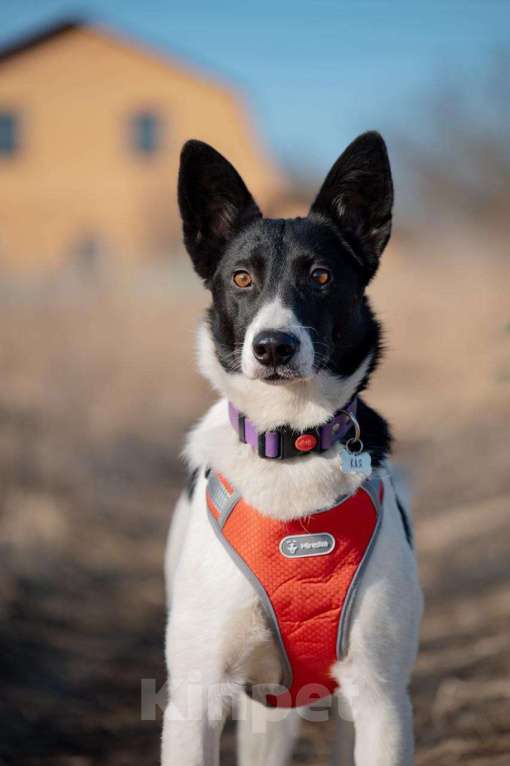 Собаки в Белоозёрском: Собака в добрые руки Девочка, Бесплатно - фото 1