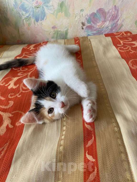 Кошки в других городах Калининградской области:  Кошечка Девочка, Бесплатно - фото 3