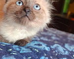 Кошки в Калуге: Котенок Мальчик, Бесплатно - фото 5