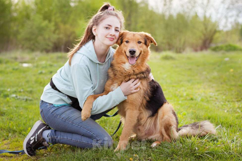 Собаки в Москве: Молодой, уравновешенный мальчик с золотым характером Мальчик, Бесплатно - фото 7