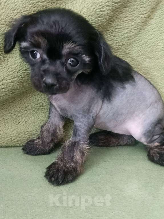 Собаки в Санкт-Петербурге: Крошечная малышка  Девочка, 45 000 руб. - фото 2