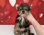 Собаки в Москве: Мраморный йорк мальчик стандарт игривый Мальчик, 50 000 руб. - фото 8