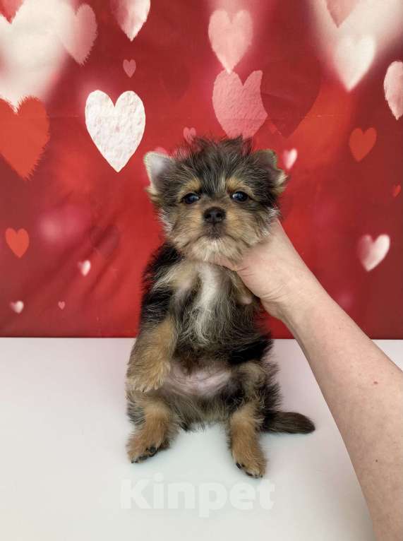 Собаки в Москве: Мраморный йорк мальчик стандарт игривый Мальчик, 50 000 руб. - фото 8