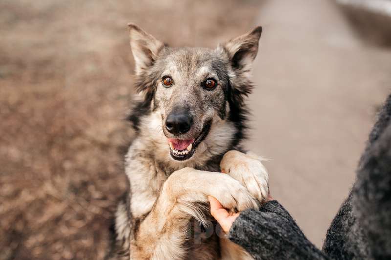 Собаки в Москве: Метис бордер-колли Леди в добрые руки Девочка, 1 руб. - фото 2