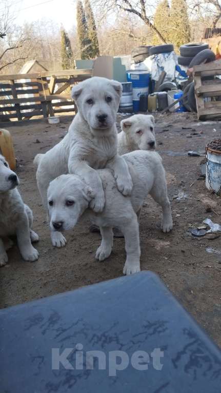 Собаки в Ликино-Дулево: Щенки алабая  Девочка, 30 000 руб. - фото 3
