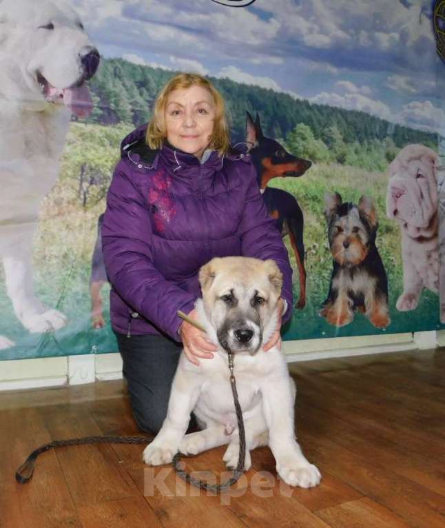 Собаки в Новосибирске: щенки среднеазиатской овчарки Мальчик, 30 000 руб. - фото 1