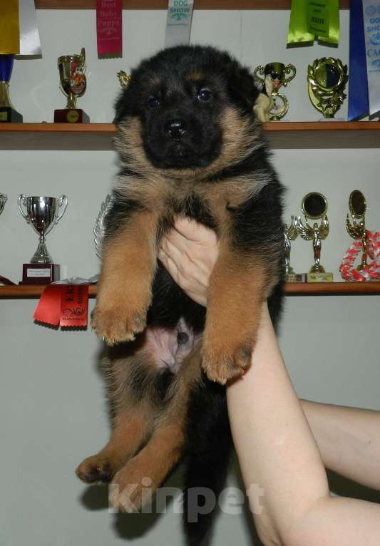 Собаки в Екатеринбурге: Щенки немецкой овчарки в питомнике Ареал Рось Девочка, 45 000 руб. - фото 2