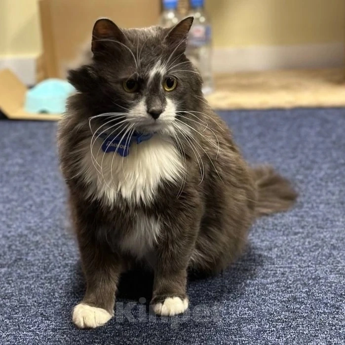 Кошки в Москве: Пушистый кот Дымок нуждается в доме Мальчик, Бесплатно - фото 2