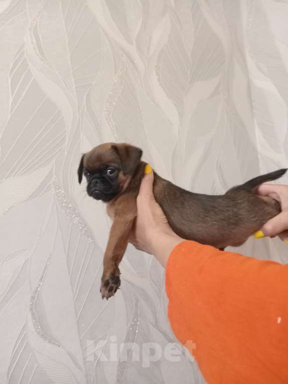 Собаки в Ставрополе: Брутальный красавчик Мальчик, 30 000 руб. - фото 3