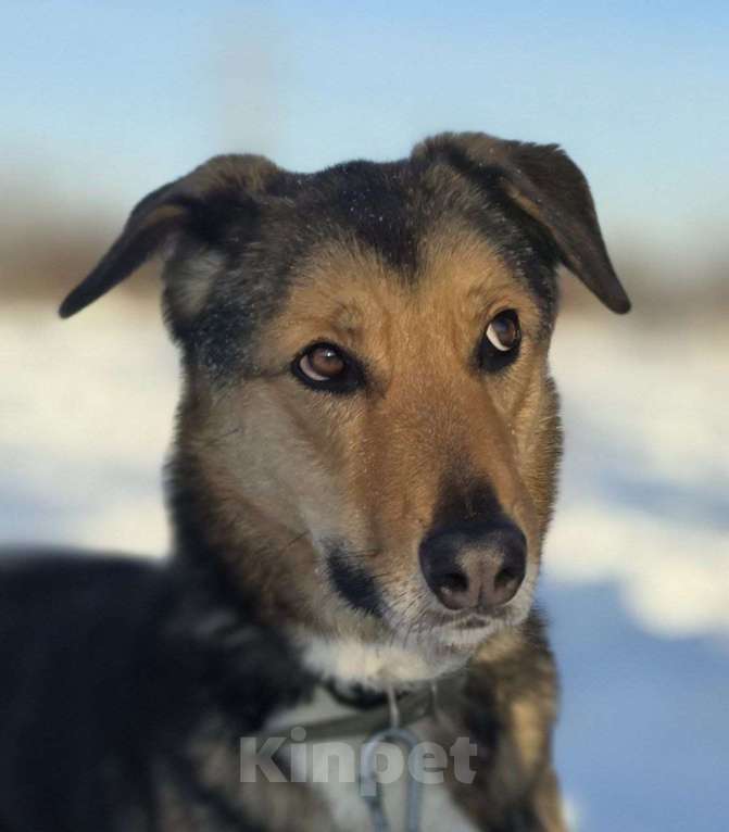 Собаки в Королеве: Знакомьтесь, Линч! Мальчик, Бесплатно - фото 1