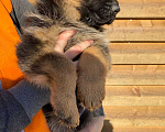 Собаки в Королеве: Кобель немецкой овчарки Девочка, 80 000 руб. - фото 1