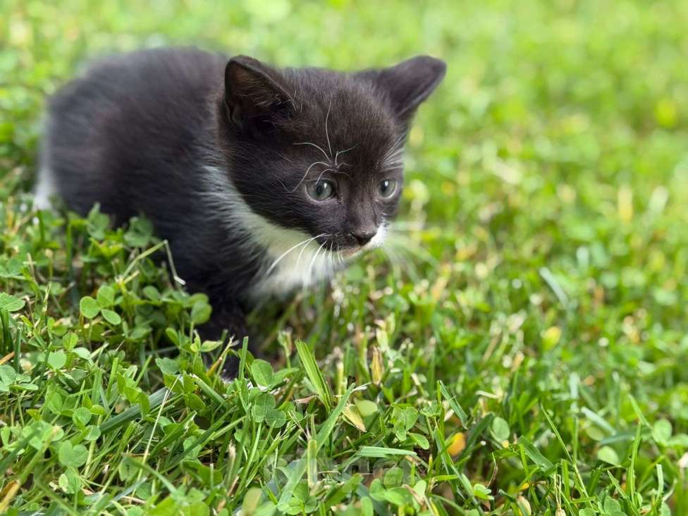 Кошки в других городах Ленинградской области: Две кошечки ищут любящую семью!  Девочка, Бесплатно - фото 2