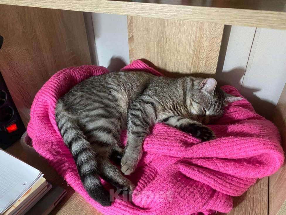 Кошки в Москве: Грейс (почти Келли) Девочка, Бесплатно - фото 3