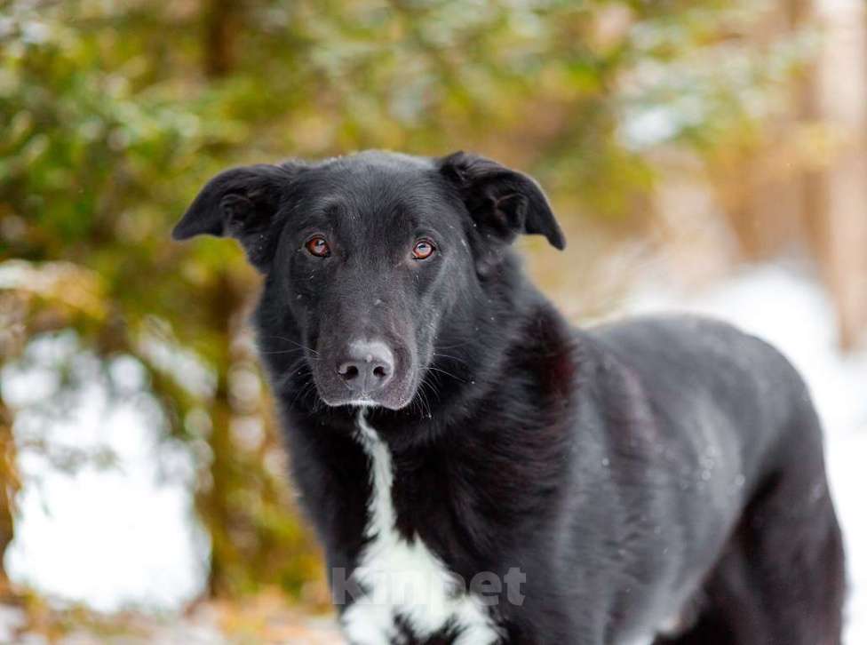 Собаки в Москве: Денвер Мальчик, Бесплатно - фото 6