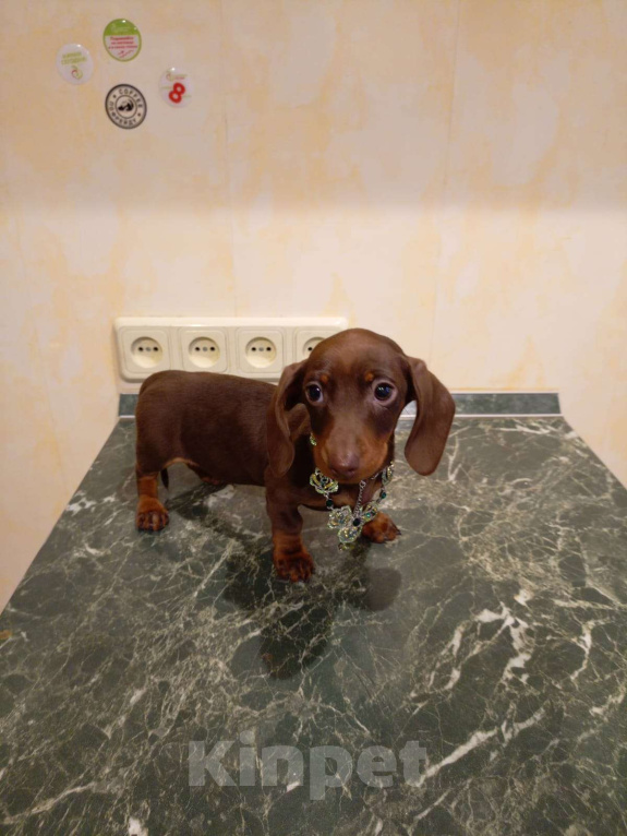 Собаки в Москве: Девочка 1500гр. Девочка, 70 000 руб. - фото 2