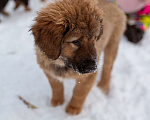 Собаки в Ярославле: Банхар щенок Девочка, 55 000 руб. - фото 4