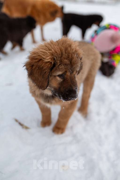 Собаки в Ярославле: Банхар щенок Девочка, 55 000 руб. - фото 4