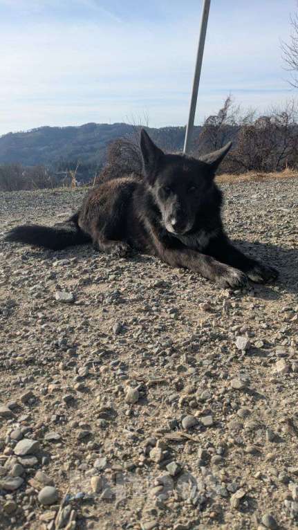 Собаки в других городах Краснодарского края: Метис бельгийской овчарки в дар с доставкой Мальчик, Бесплатно - фото 3