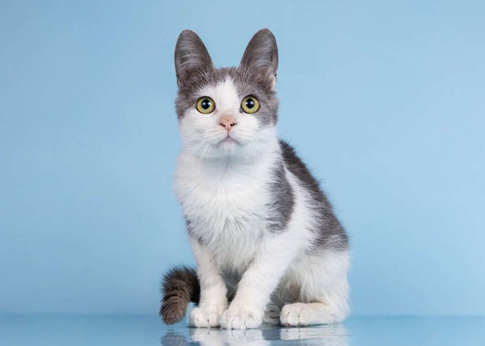 Кошки в Москве: Огурчика не замечают Мальчик, Бесплатно - фото 2