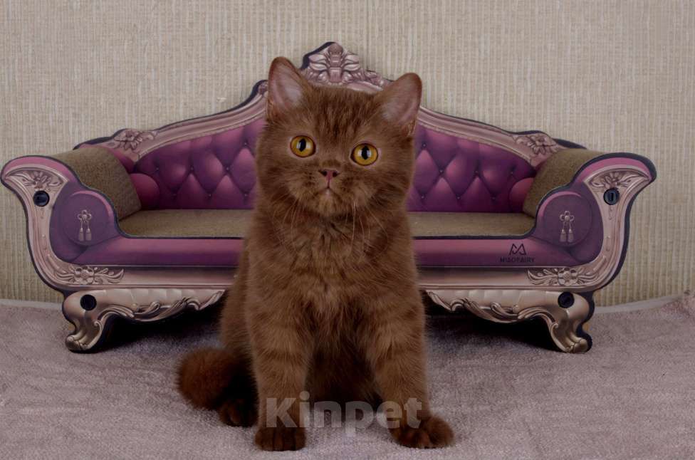 Кошки в Санкт-Петербурге: британский котик окраса циннамон Мальчик, 60 000 руб. - фото 1