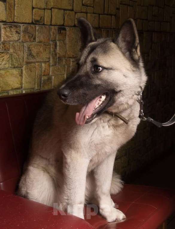 Собаки в Москве: Акита Лиза в добрые руки Девочка, 1 руб. - фото 4