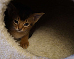 Кошки в Самаре: Абиссинские котята Девочка, 25 000 руб. - фото 4