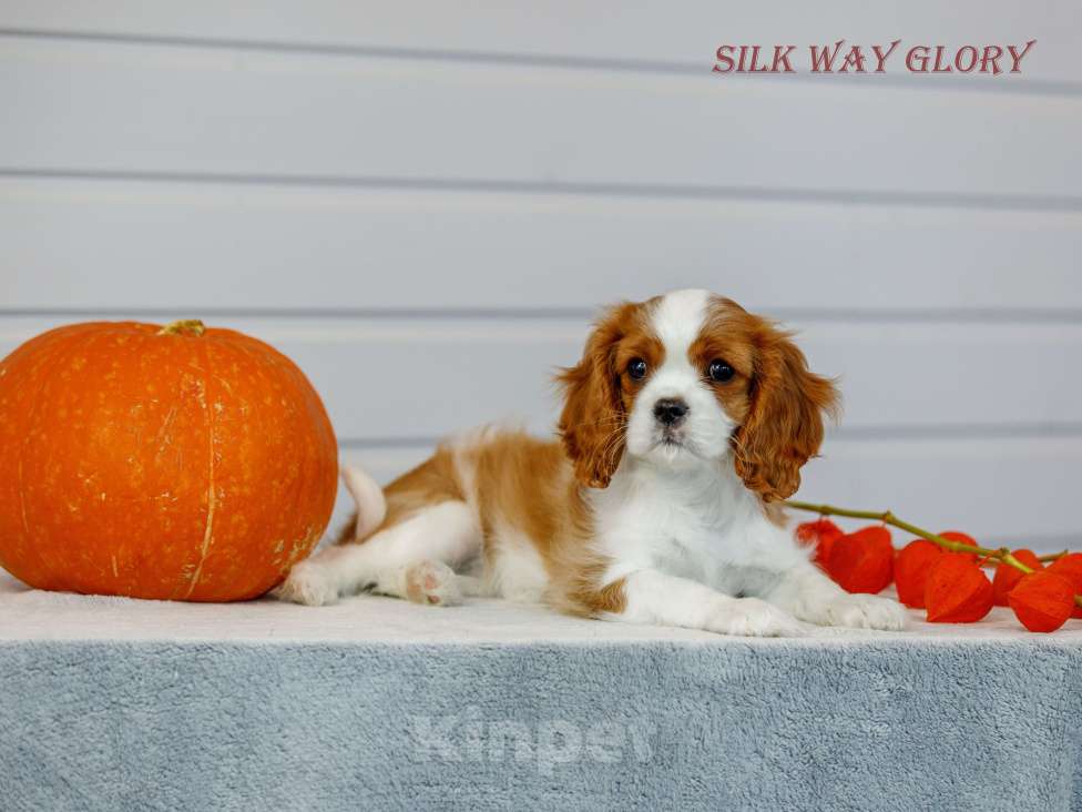 Собаки в Череповце: Щенок кавалер кинг чарльз спаниеля  Девочка, 130 000 руб. - фото 2