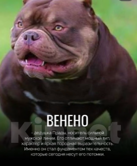 Собаки в Санкт-Петербурге: Щенок Американский булли покет Мальчик, 150 000 руб. - фото 10