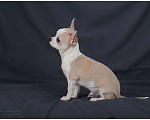 Собаки в Москве: Голубо-палевый мальчик чихуахуа Мальчик, Бесплатно - фото 2