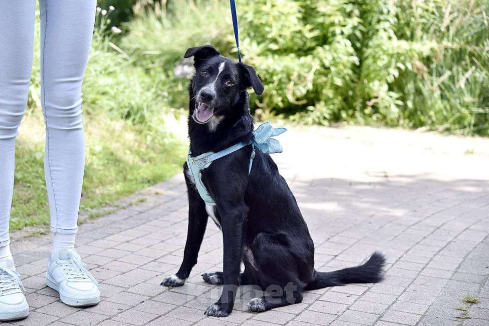 Собаки в Москве: Щенок в добрые руки Мальчик, Бесплатно - фото 3