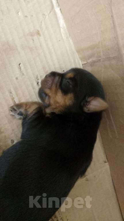 Собаки в Ростове-на-Дону: Йоркширский терьер  Девочка, 35 000 руб. - фото 7