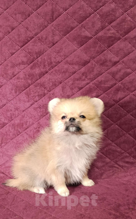 Собаки в Москве: Курносая мини малышка Девочка, 30 000 руб. - фото 5