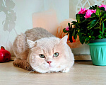 Кошки в Воронеже: Лиловая золотая шиншилла взрослый кот Мальчик, 70 000 руб. - фото 3
