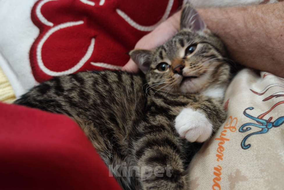 Кошки в Москве: Новогодний сюрприз, девочка, примерно 5 месяцев Девочка, Бесплатно - фото 8