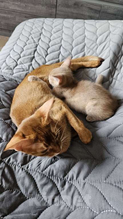 Кошки в Москве: Абиссинская редкого окраса фавн Девочка, Бесплатно - фото 3