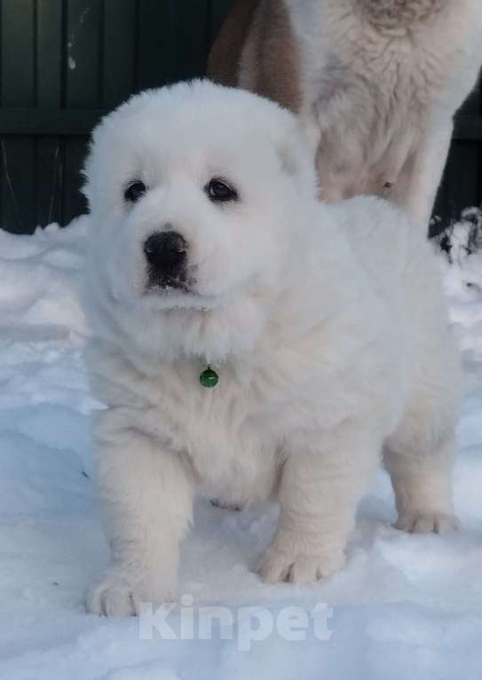 Собаки в Пскове: Среднеазиатская овчарка щенки алабай Мальчик, 80 000 руб. - фото 1