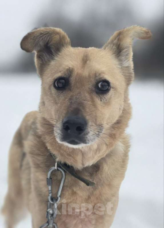 Собаки в Королеве: Мушка. 9 долгих лет в приюте! Девочка, Бесплатно - фото 7