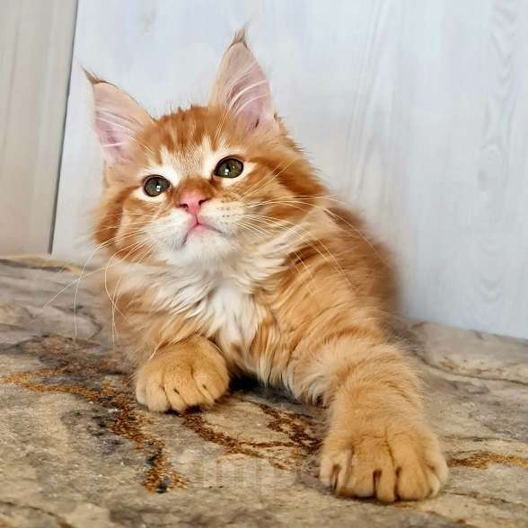 Кошки в других городах Ярославской области: Котята Мейн кун Мальчик, Бесплатно - фото 6