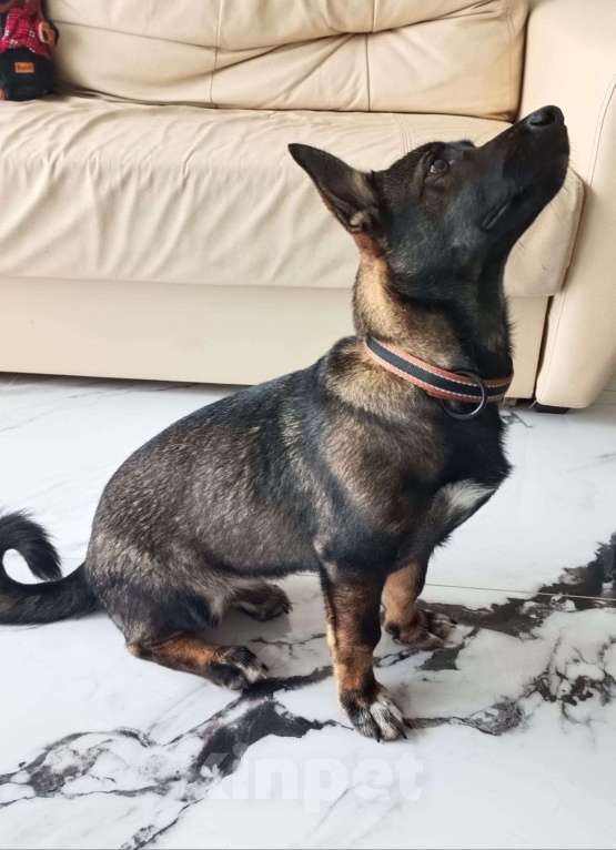 Собаки в Москве: Весёлый и озорной щенок Марик в добрые руки Мальчик, Бесплатно - фото 3