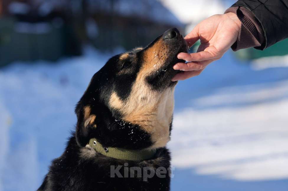 Собаки в Подольске: Кейт очень нужен дом  Девочка, Бесплатно - фото 3