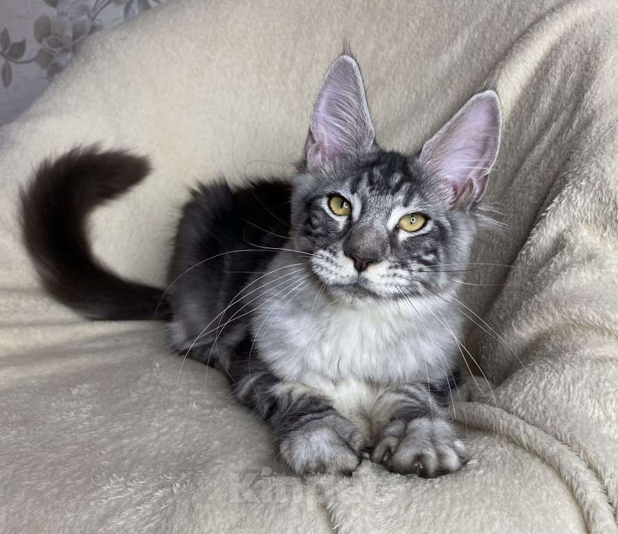 Кошки в Дмитрове: Черная серебристая мраморная девочка мейн кун Roxana Девочка, 30 000 руб. - фото 6